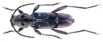 Xylotrechus smei
