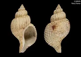 Xymenopsis buccineus