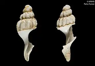 Xymenopsis tcherniai