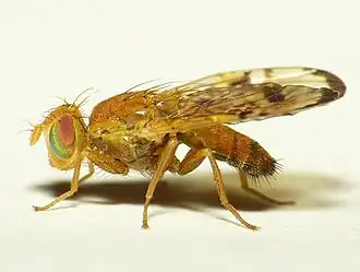 Akkerdistelboorvlieg