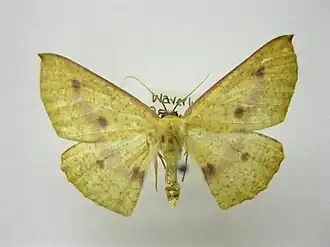 Xyridacma alectoraria