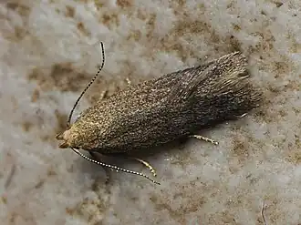 Xystophora