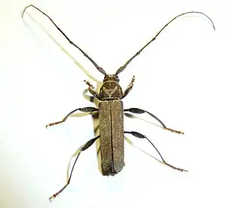 Xystrocera erosa