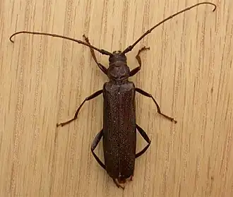 Xystrocera virescens