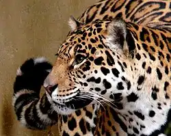 Jaguar (Panthera onca)