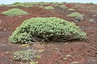 Euphorbia balsamifera