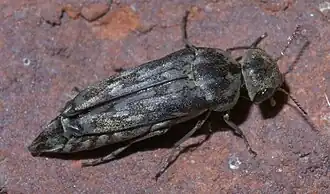 Yakuhananomia bidentata