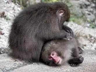 Japanse makaak (Macaca fuscata)