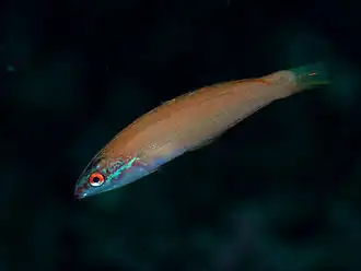 Pseudocoris yamashiroi