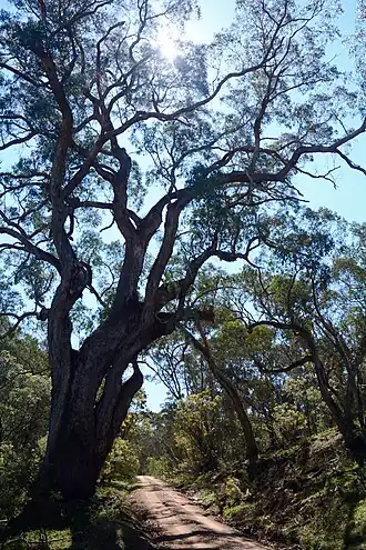 Nationaal park Yanununbeyan