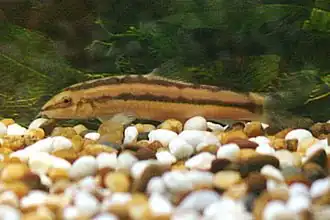 Yasuhikotakia nigrolineata