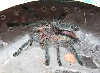 Avicularia sooretama