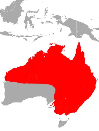 Saccolaimus flaviventris