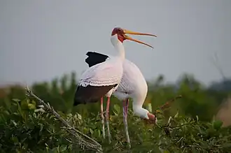 Afrikaanse nimmerzat