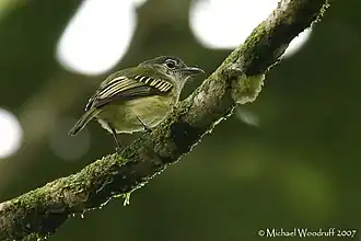 Geelrandbreedbektiran