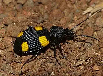 Craspedophorus bonvouloirii