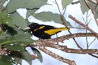 Geelvleugelbuidelspreeuw