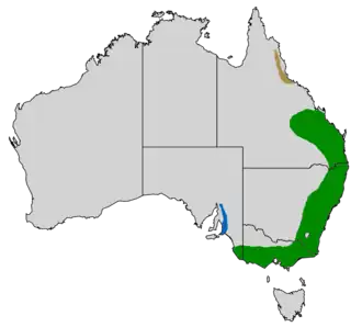 Geelmaskerhoningeter