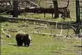 Grizzlybeer in Yellowstone National Park