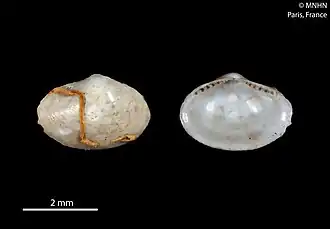 Yoldiella paranapuaensis