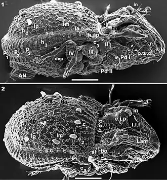 Yoshiobodes camerunensis
