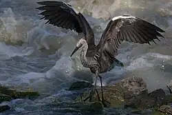 Jonge withalsreiger met gespreide vleugels tussen de stroomversnellingen van de rivier de Darling in het Australische nationaal park Kinchega