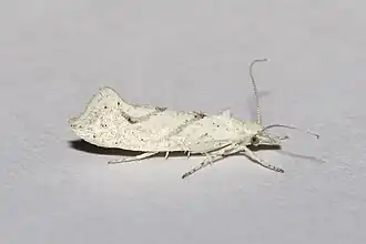 Ypsolopha persicella