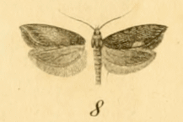 Ypsolopha chazariella