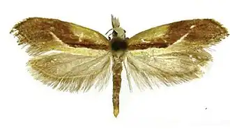 Ypsolopha costibasella