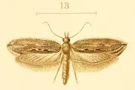 Ypsolopha kristalleniae