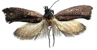 Ypsolopha melanofuscella