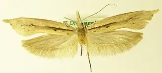 Ypsolopha mucronella
