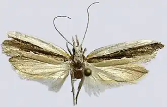 Ypsolopha nigrofasciata