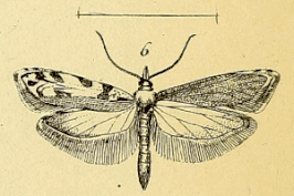 Ypsolopha semitessella