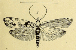 Ypsolopha trichonella