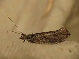 Zwartvlekspitskopmot