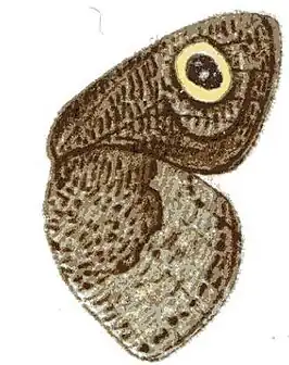 Ypthima granulosa