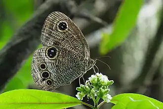 Ypthima praenubila