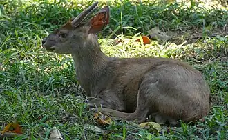 Odocoileus pandora