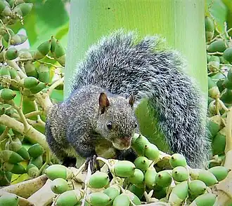 Sciurus yucatanensis