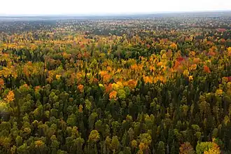 Bossen van Zapovednik Joeganski in herfstkleuren.