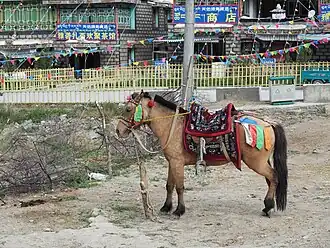 gezadelde pony, wildkleur, Tibet