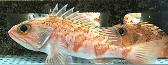 Helicolenus hilgendorfii