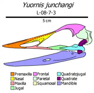 Yuornis