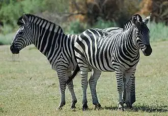 Chapmanzebra