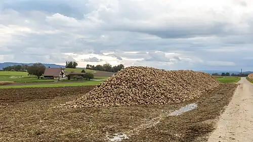 Hoop suikerbieten lang de weg