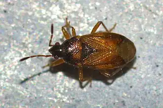 Lasiosomus enervis
