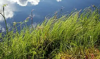 De veenbloembies-associatie