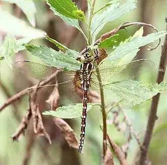 Zosteraeschna minuscula