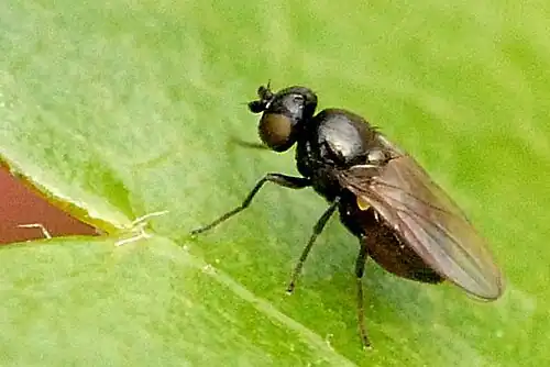 Grootoogspeldenknopje Zabrachia tenella